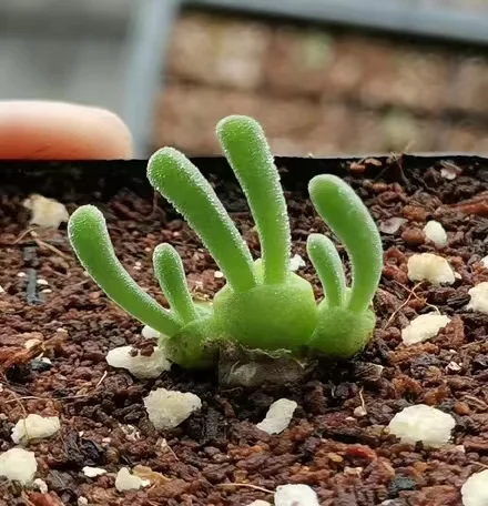 plant Aeonium Echeveria Haworthia  Caudex  Lithops Cactus  Agave 