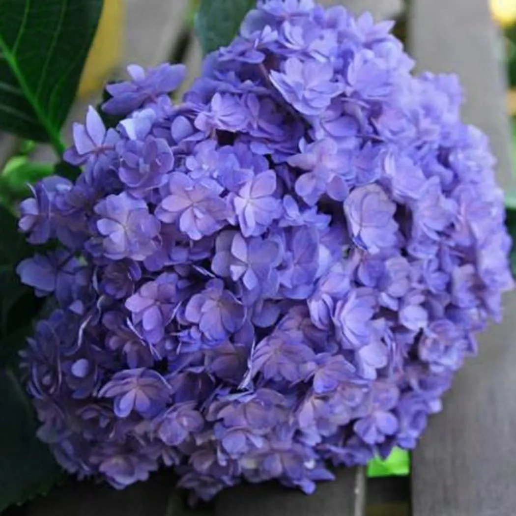 Hydrangea Seed: Beautiful, reunion and gratitude