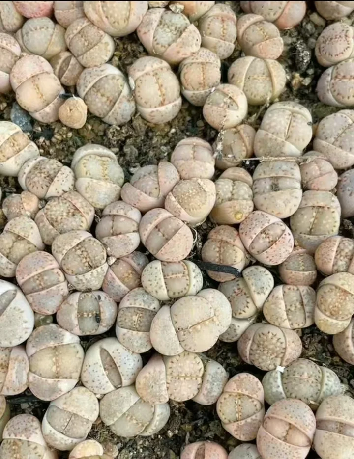 plant Aeonium Echeveria Haworthia  Caudex  Lithops Cactus  Agave 