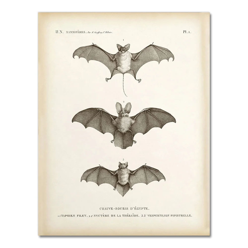 Vintage Bat Print Halloween Wall Art Canvas Painting Antique Bat Animal Poster Wall Picture for Living Room Home Decoration