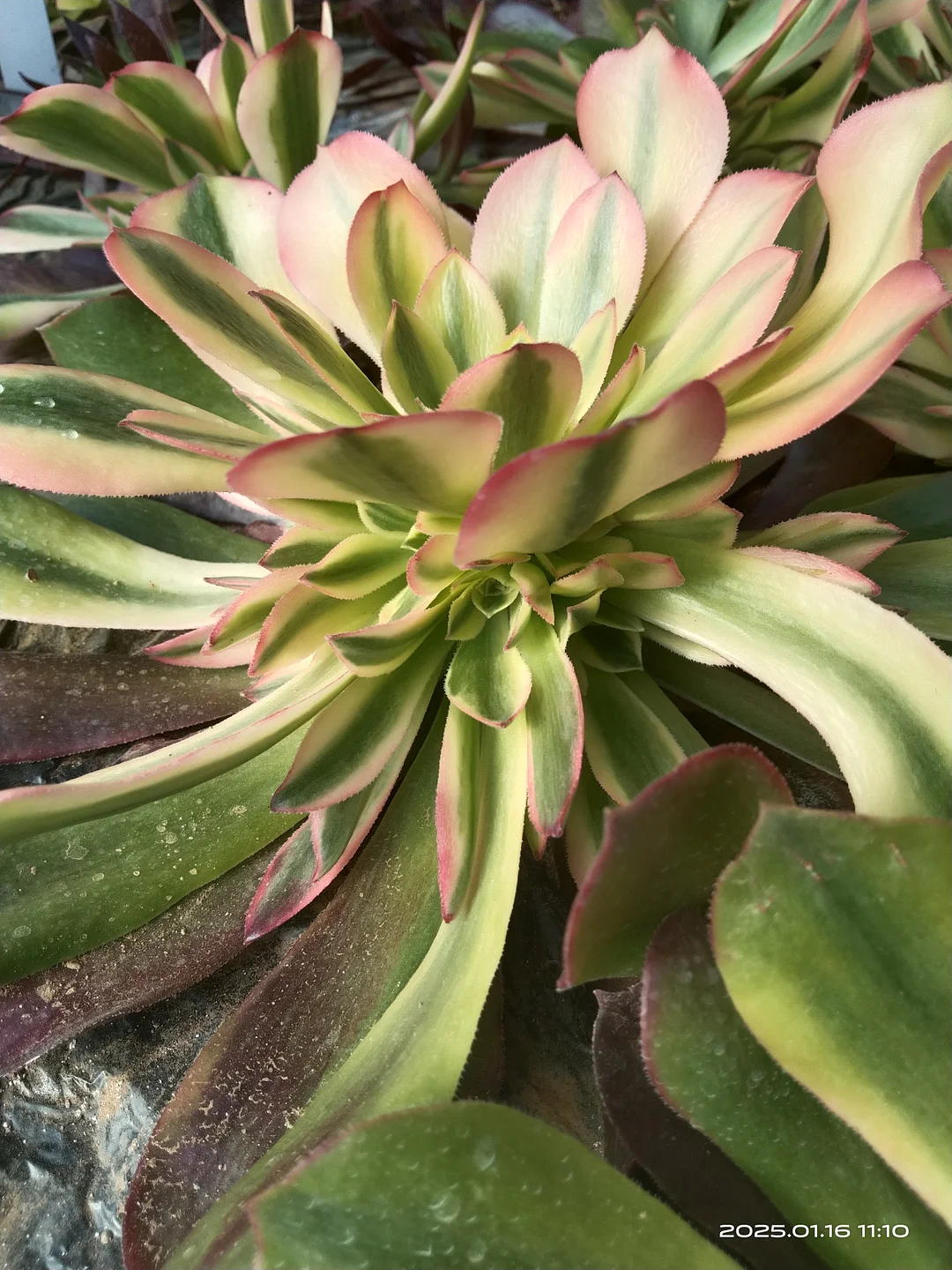 plant Aeonium Echeveria Haworthia  Caudex  Lithops Cactus  Agave 