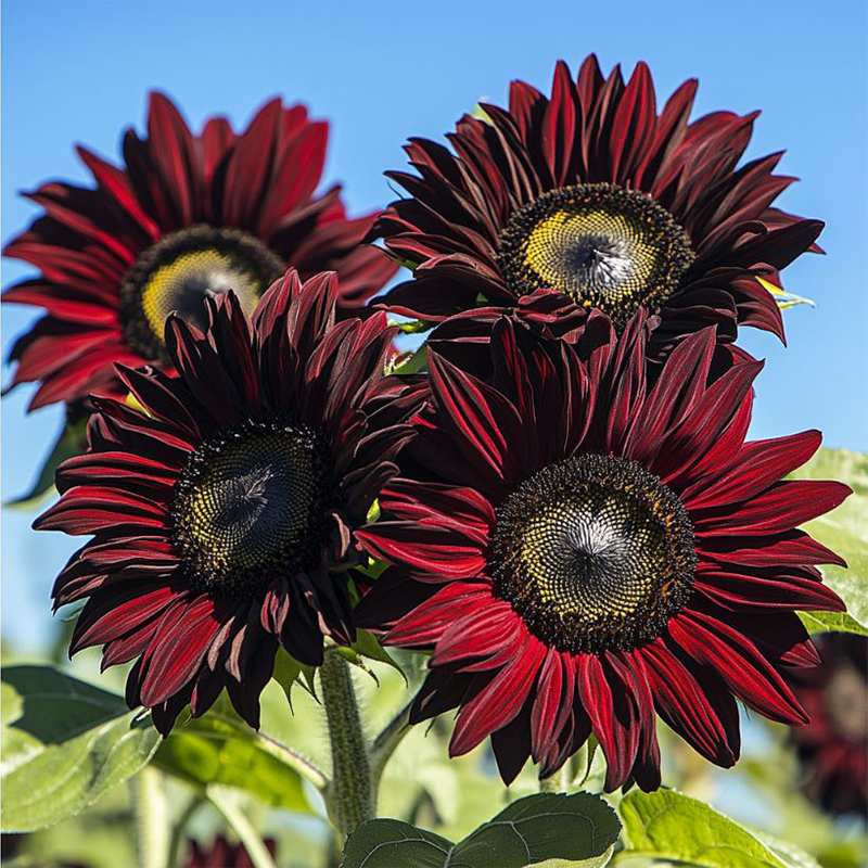 Sunflower ‘Crimson Velvet’