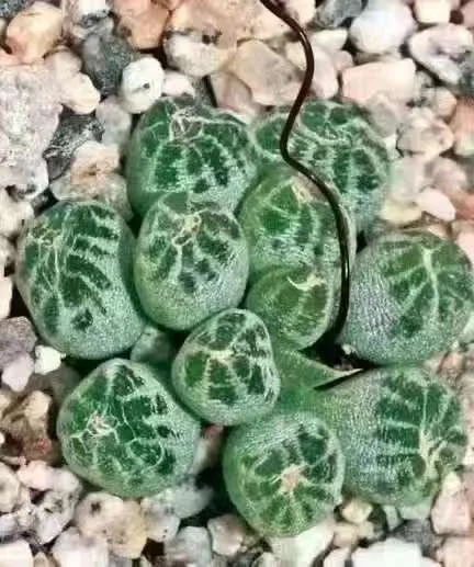 779.  Bulbine lolita   0.3-0.5cm / Caudex    / Succulent plants / Garden landscape / Carefully select healthy plants