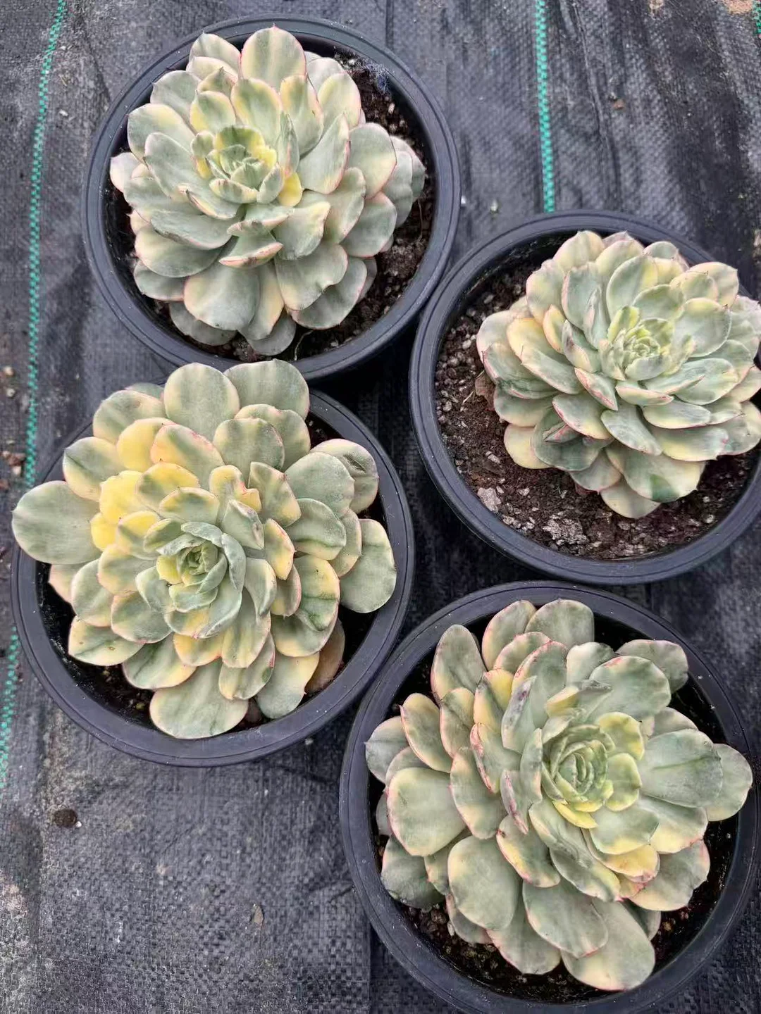 plant Aeonium Echeveria Haworthia  Caudex  Lithops Cactus  Agave 