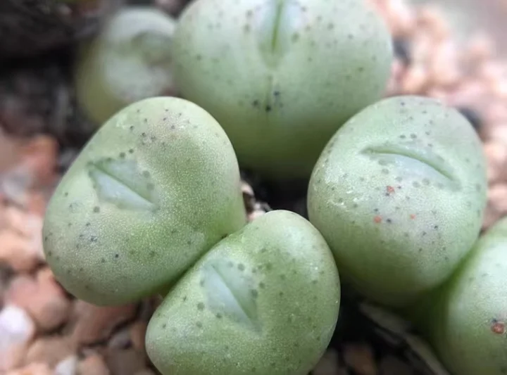 plant Aeonium Echeveria Haworthia  Caudex  Lithops Cactus  Agave 