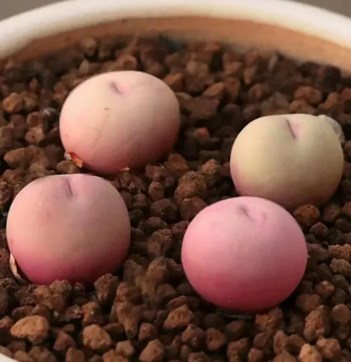 plant Aeonium Echeveria Haworthia  Caudex  Lithops Cactus  Agave 