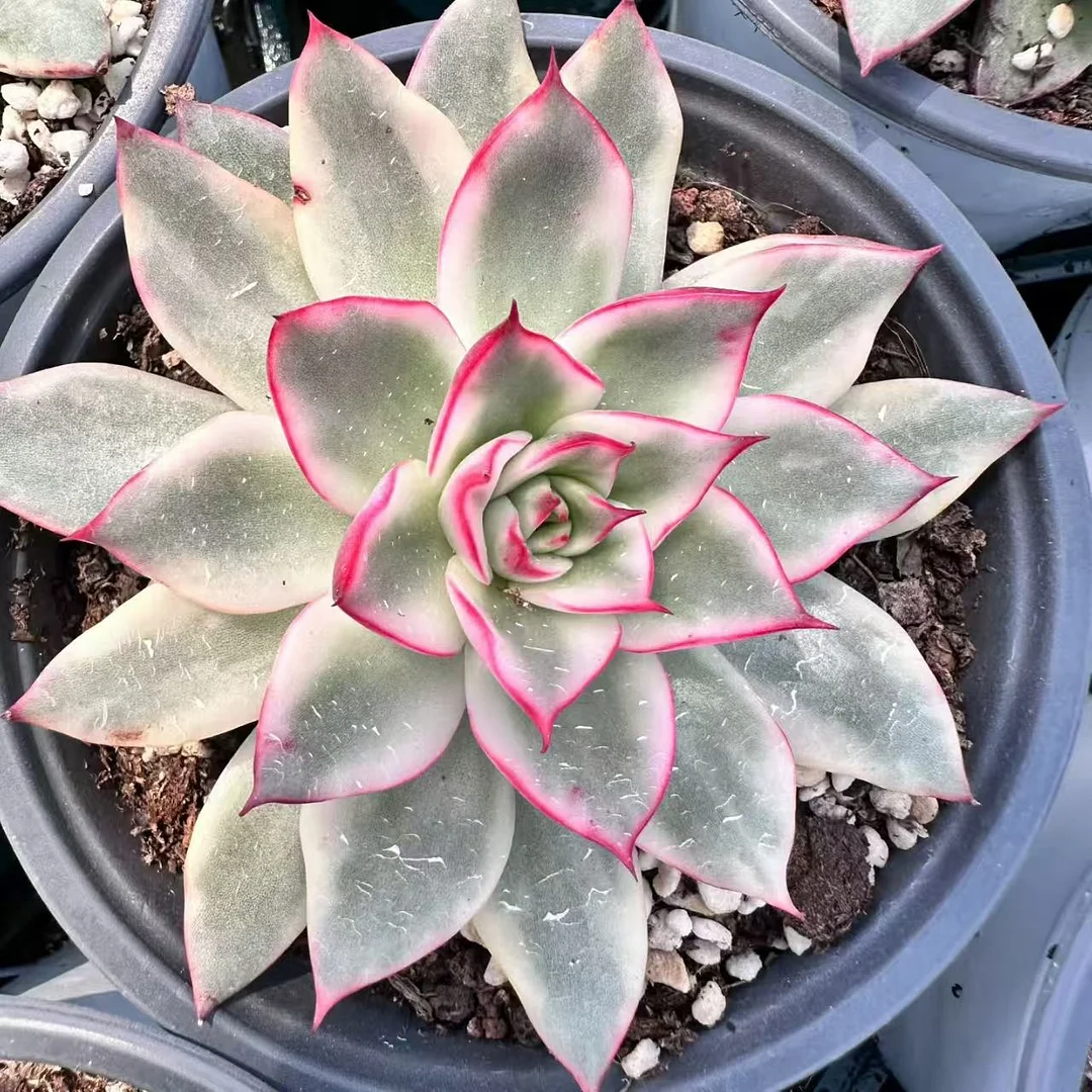 plant Aeonium Echeveria Haworthia  Caudex  Lithops Cactus  Agave 