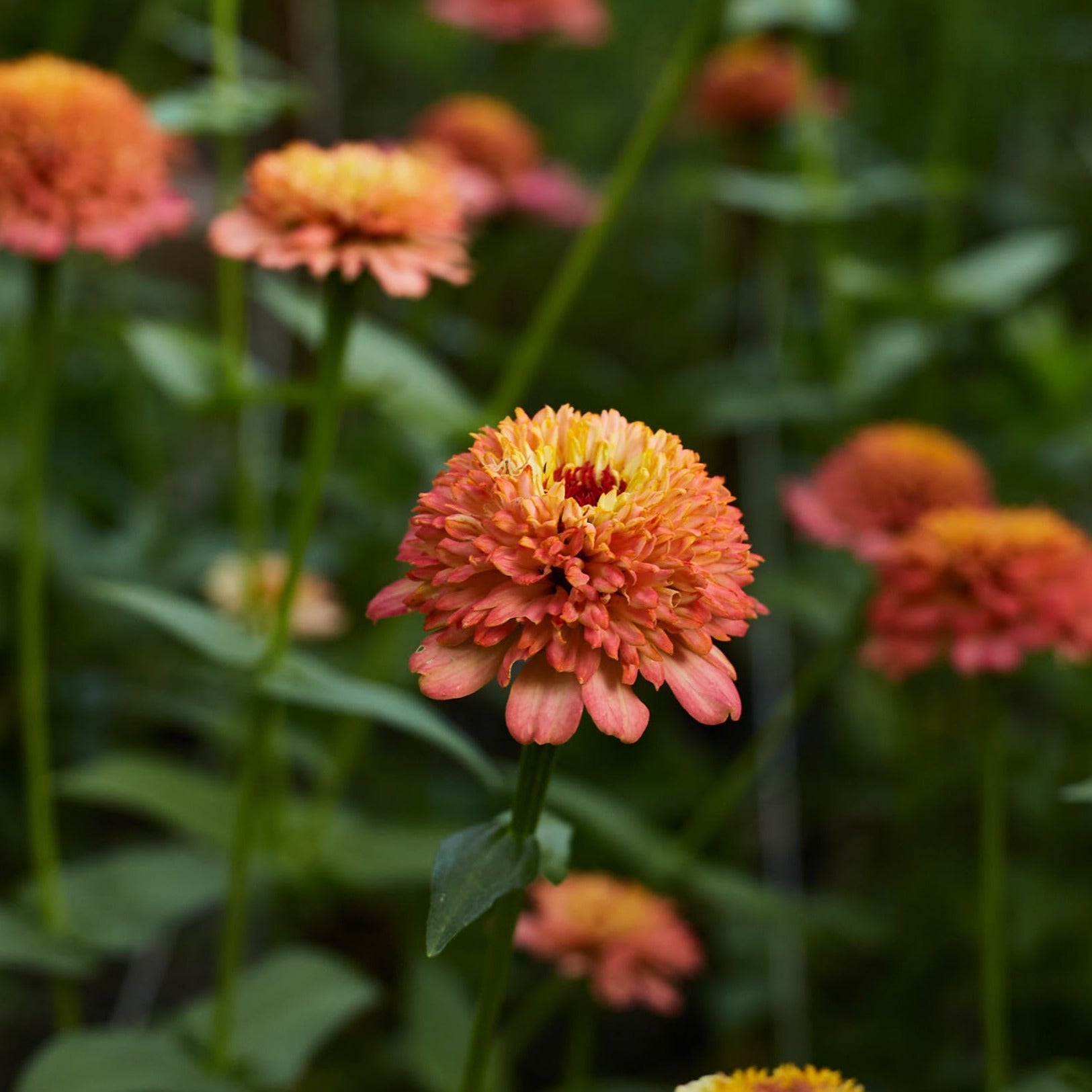 Zinnia Elegans Cresto Peachy Pink Flower | X 30 Seeds