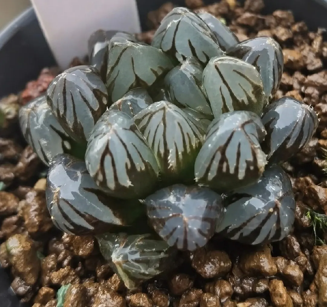 plant Aeonium Echeveria Haworthia  Caudex  Lithops Cactus  Agave 