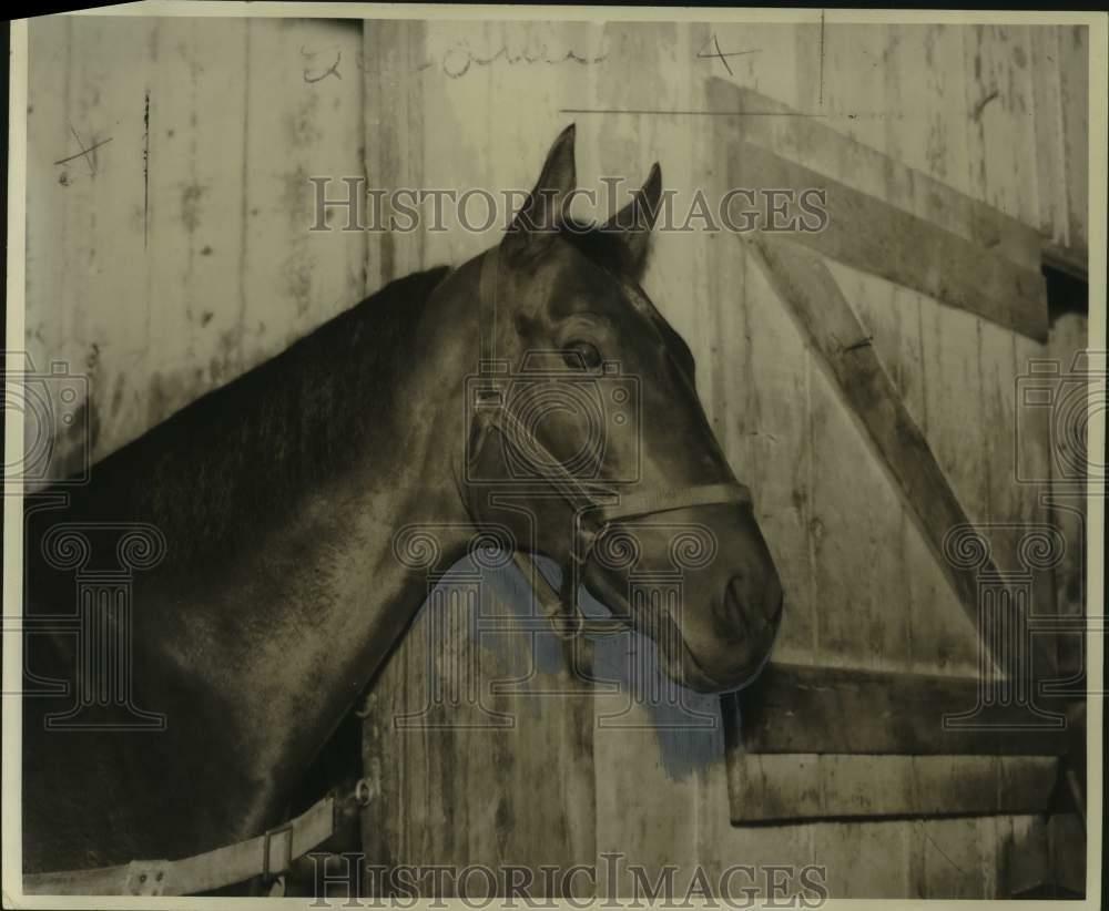 Press Photo Poster painting Race horse Brick, owned by J.M. Grieve's, stands in the stable