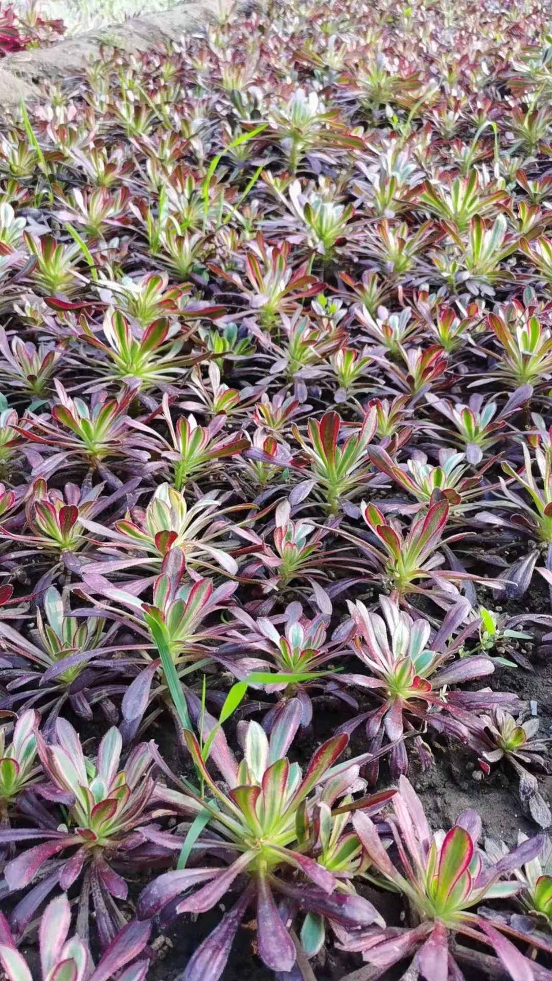 plant Aeonium Echeveria Haworthia  Caudex  Lithops Cactus  Agave 