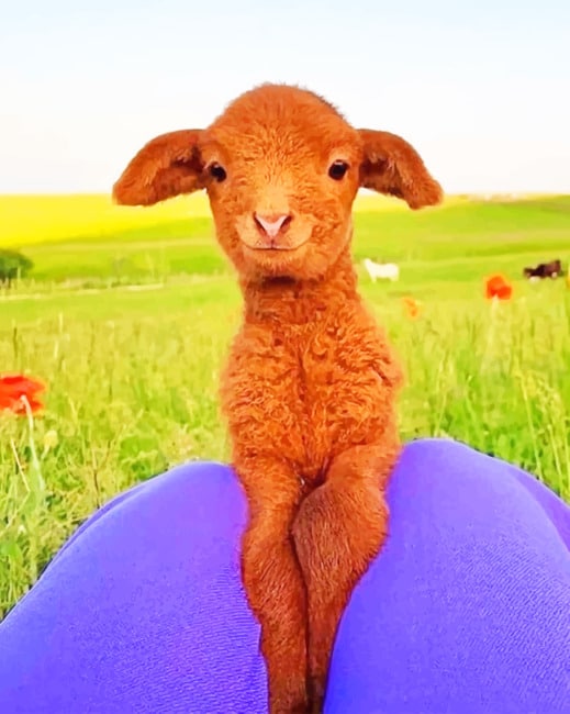 

Smiling Brown Lamb – Paint By Numbers - 40*50CM, 501 Original