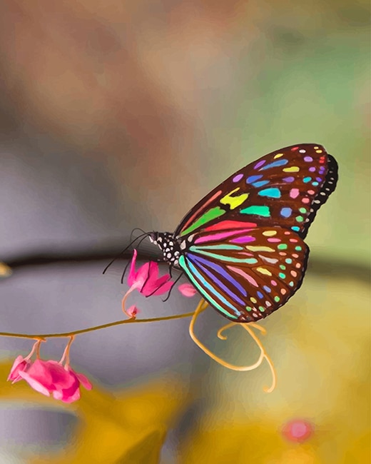 

Magnificent Colorful Butterfly – Paint By Numbers - 40*50CM, 501 Original