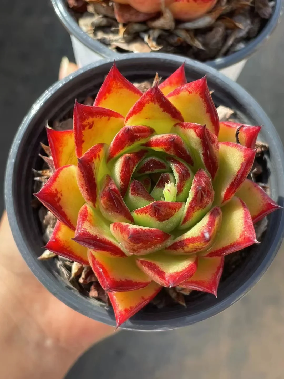    165. Echeveria Agavoides var. Corderoyi  single head  5-6cm/ Echeveria / Succulent plants / Garden landscape / Carefully select healthy plants