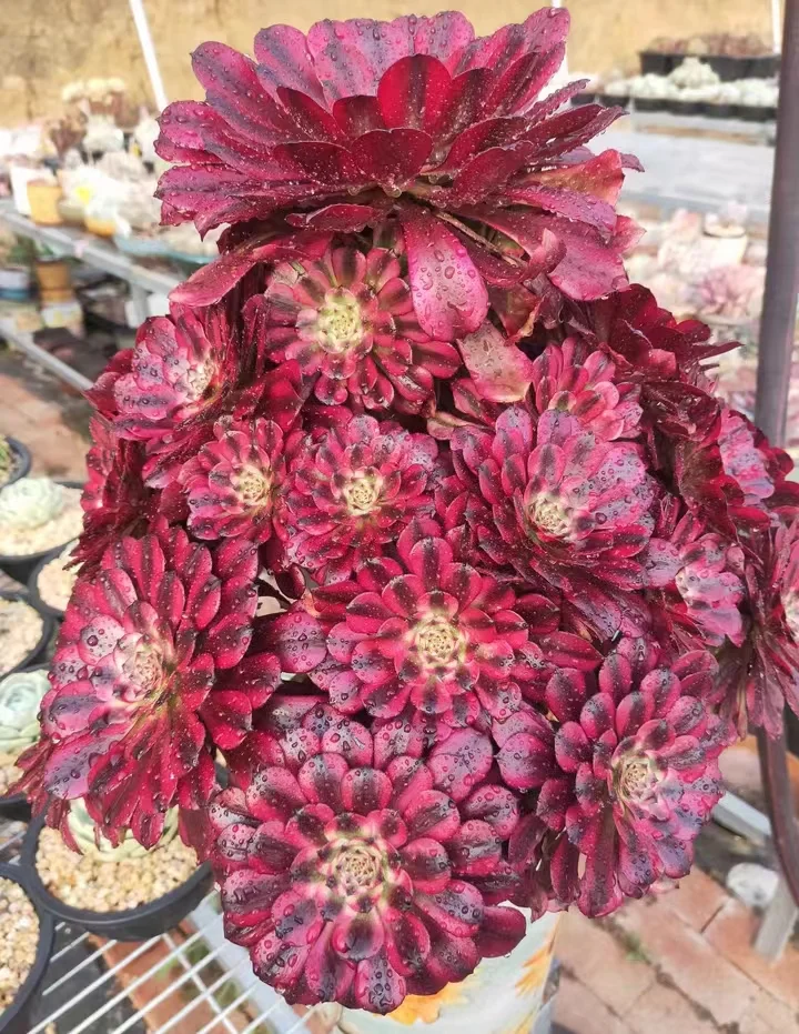 plant Aeonium Echeveria Haworthia  Caudex  Lithops Cactus  Agave 