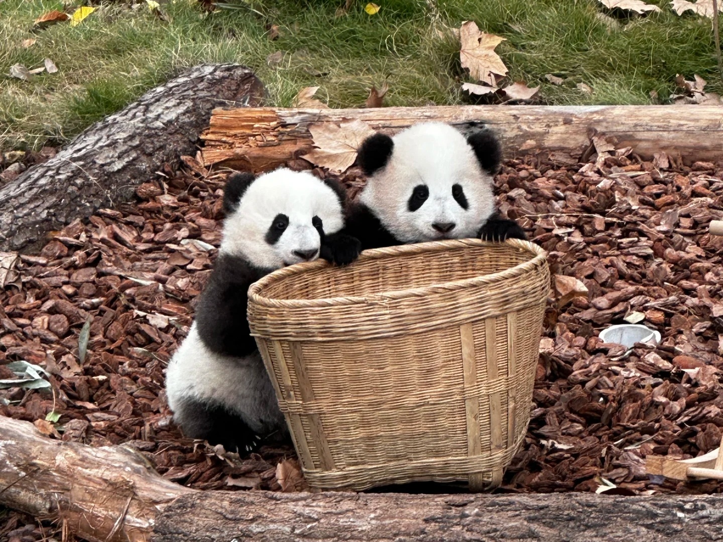 6-Day 5-Night Small Group Tour: Two Panda Encounters + Jiuzhaigou & Huanglong + Sanxingdui
