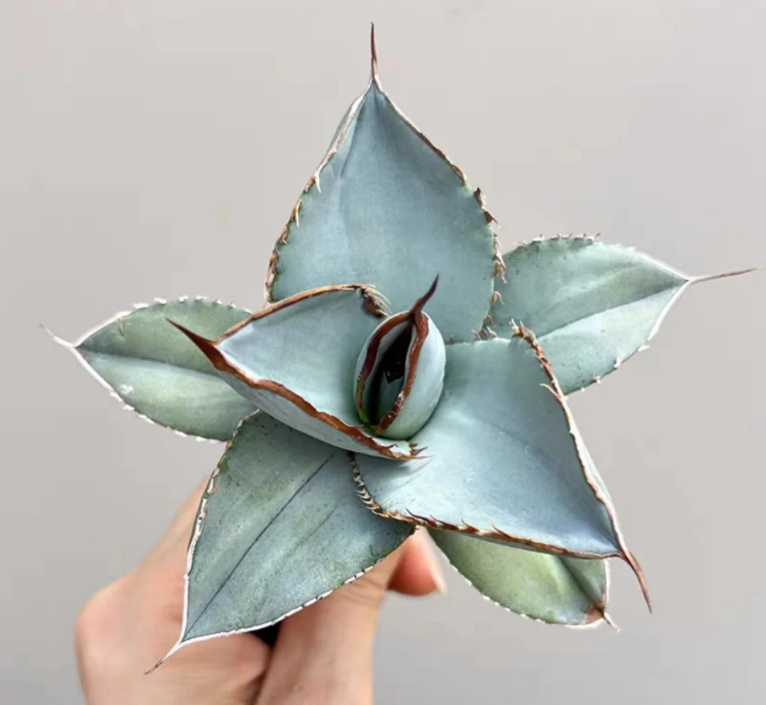 plant Aeonium Echeveria Haworthia  Caudex  Lithops Cactus  Agave 