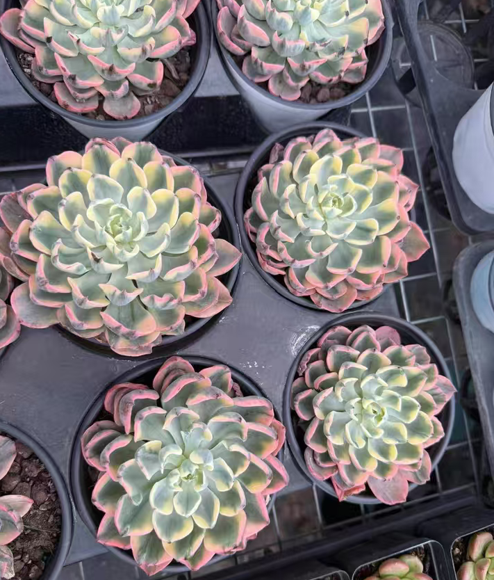 plant Aeonium Echeveria Haworthia  Caudex  Lithops Cactus  Agave 