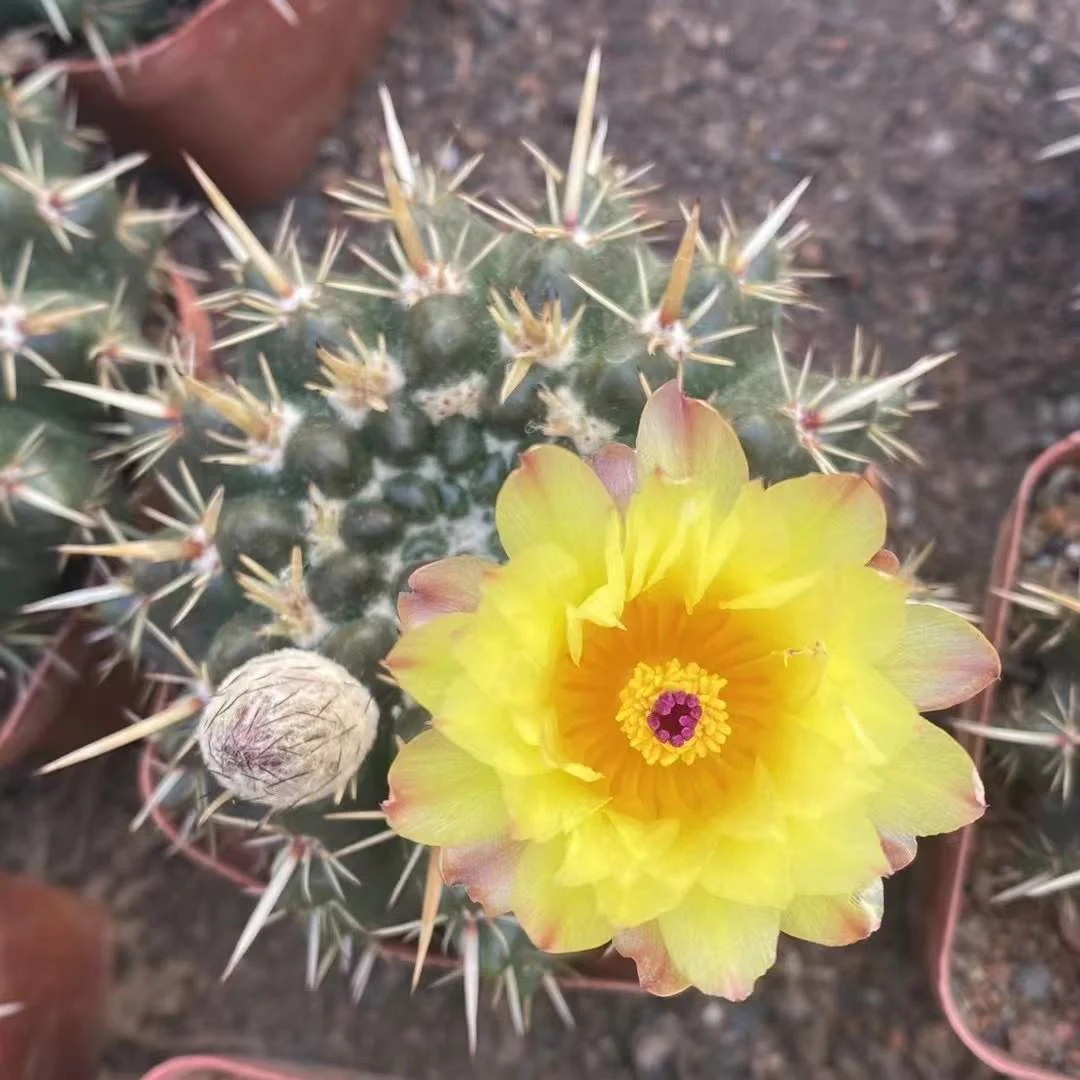 682.   Notocactus pampeanus   single head  /Cactus plants  / Succulent plants / Garden landscape / Carefully select healthy plants