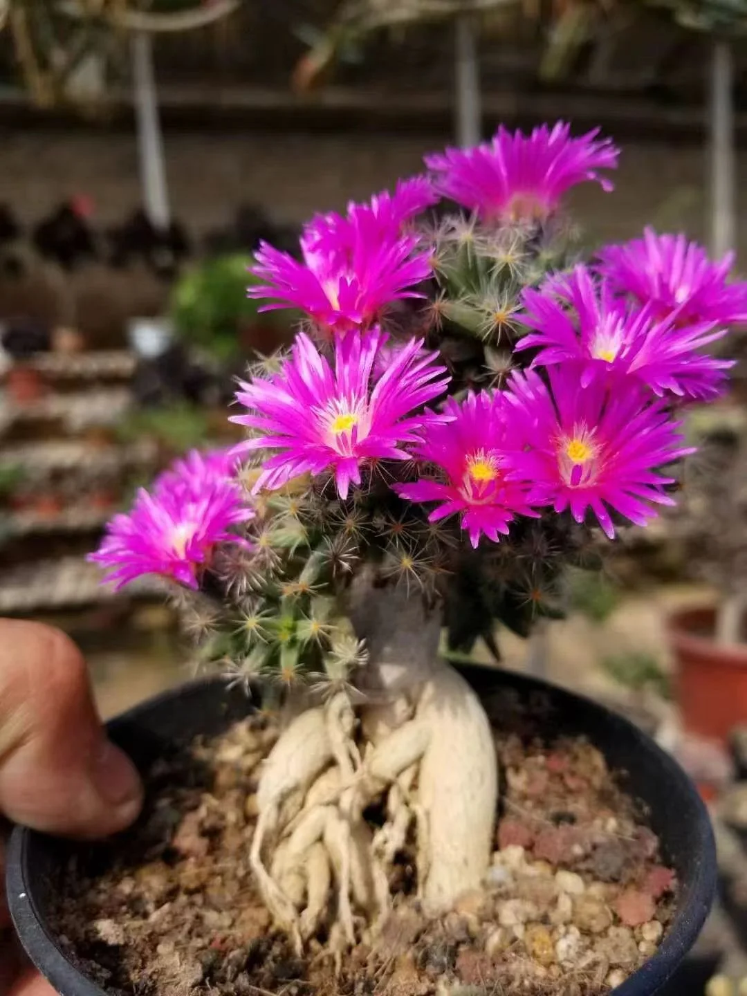 plant Aeonium Echeveria Haworthia  Caudex  Lithops Cactus  Agave 