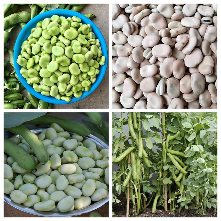 Large Broad Bean Seeds-Harvest King