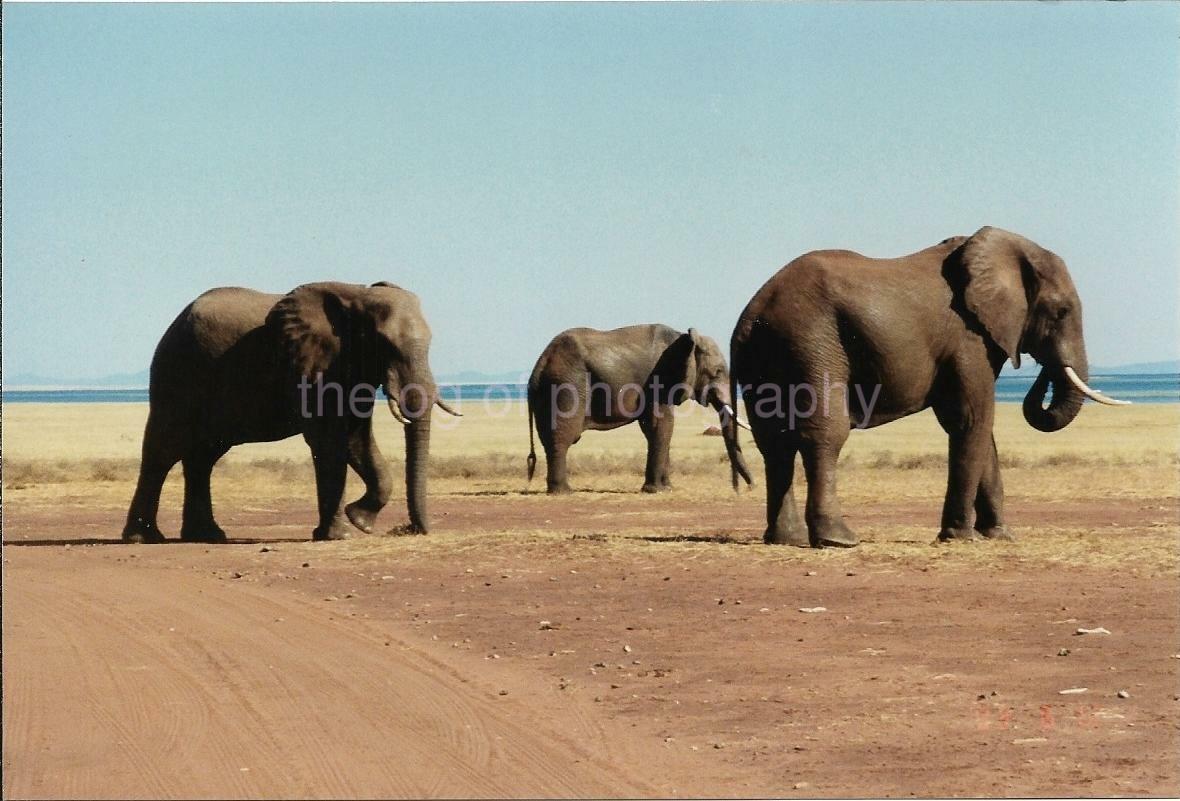 African Elephants FOUND Photo Poster painting Color AFRICA Original Wildlife Snapshot 08 25 R