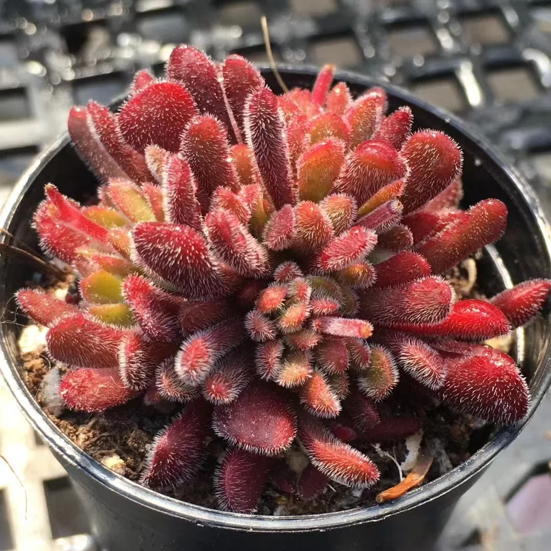 558. Echeveria  Crassula pubescens. cluster 3-4cm/Echeveria / Succulent plants / Garden landscape / Carefully select healthy plants