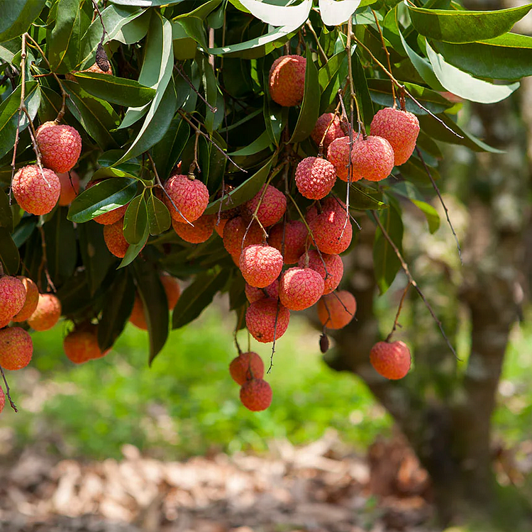 🍓 Seedless Lychee – Sweet, Juicy, and Perfect for Winter Planting! 🌿