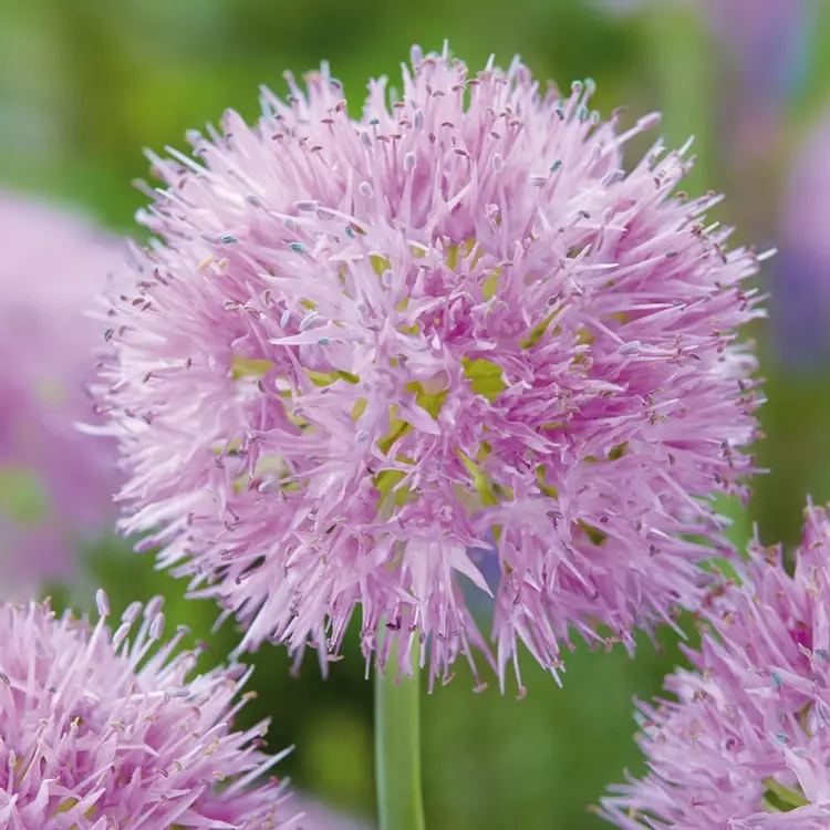 Allium carolinianum 'Rosy Dream'