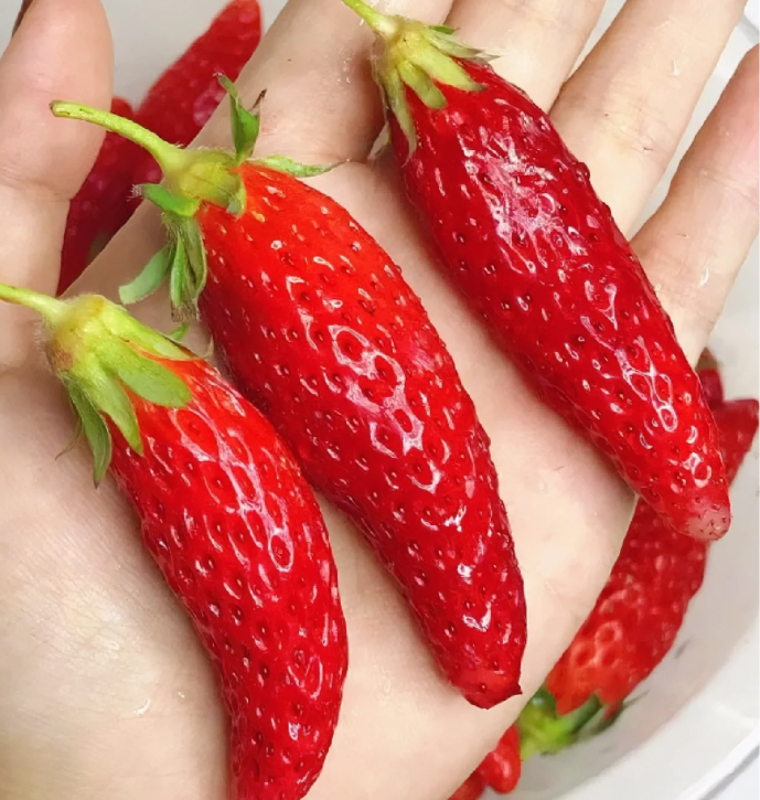 Rare Chili Strawberry Fruits Seeds