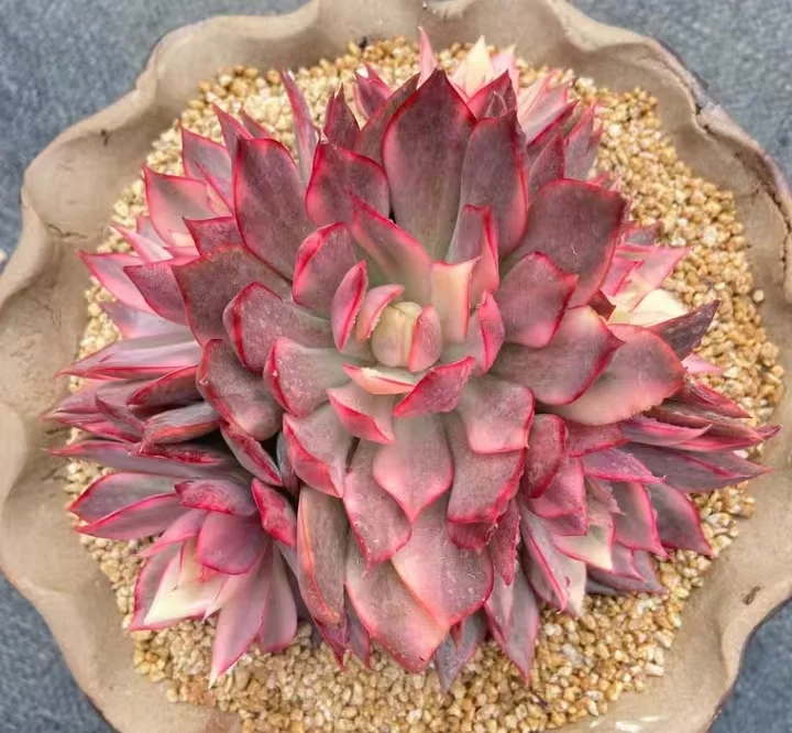 plant Aeonium Echeveria Haworthia  Caudex  Lithops Cactus  Agave 