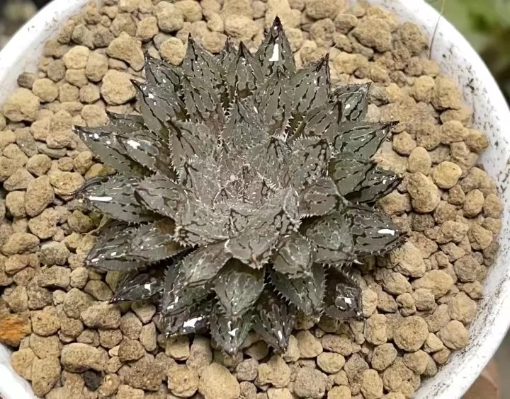 plant Aeonium Echeveria Haworthia  Caudex  Lithops Cactus  Agave 
