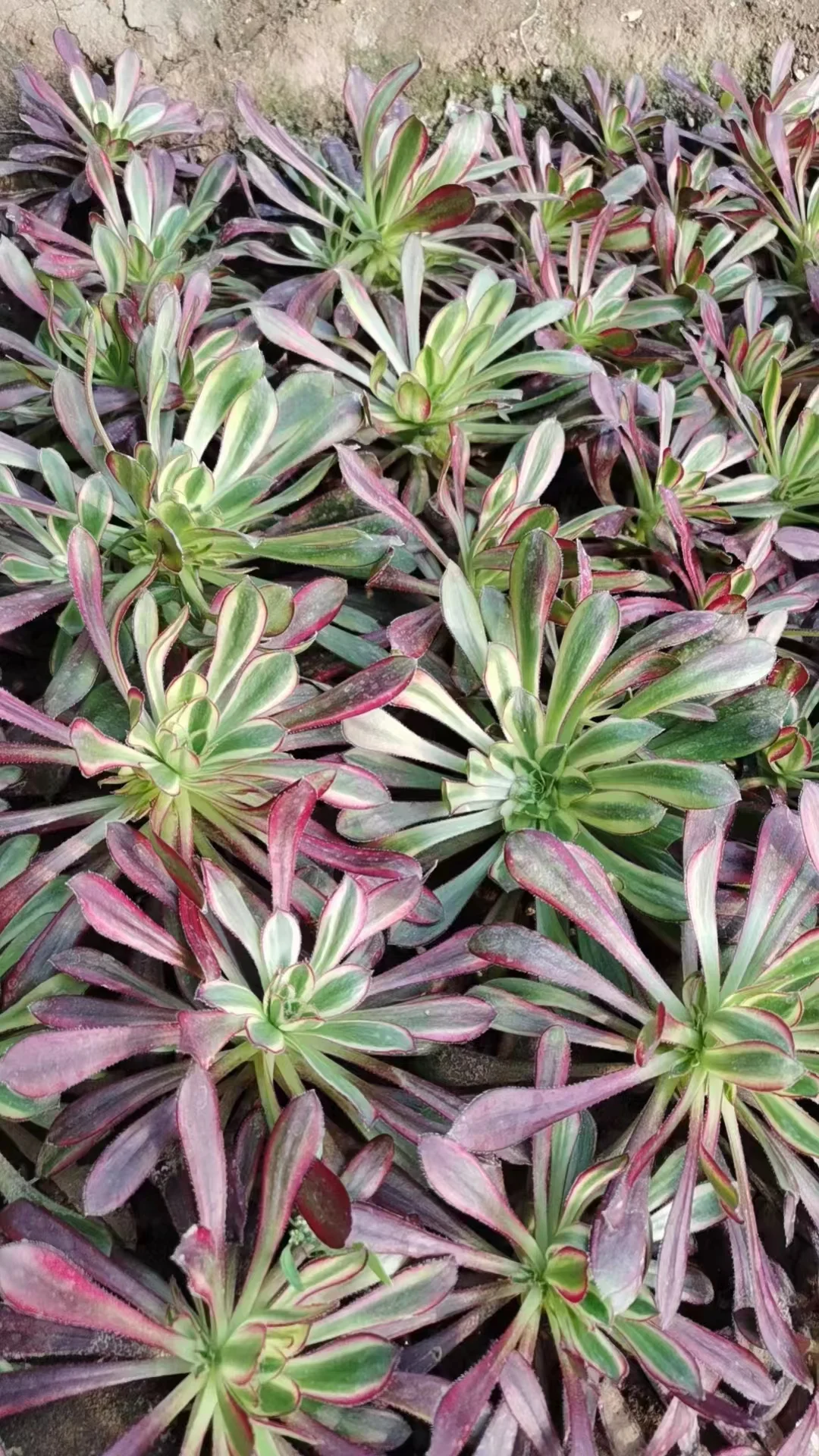 plant Aeonium Echeveria Haworthia  Caudex  Lithops Cactus  Agave 