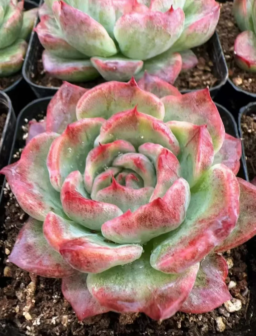 plant Aeonium Echeveria Haworthia  Caudex  Lithops Cactus  Agave 