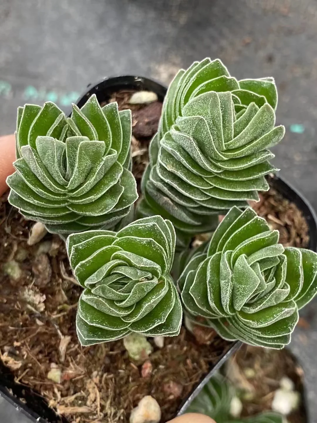 plant Aeonium Echeveria Haworthia  Caudex  Lithops Cactus  Agave 