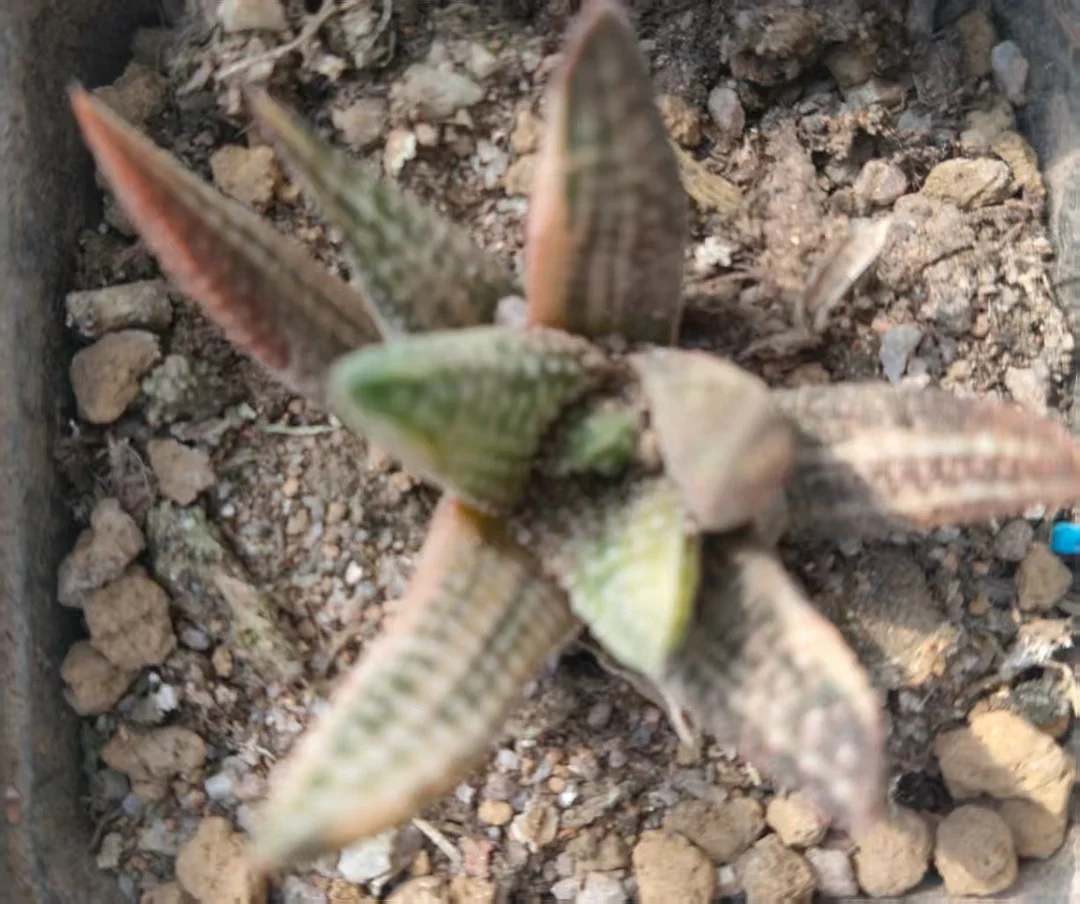 onestock.Haworthia hard leaf hybrid variegata 4cm/ Haworthia/ Succulent plants / Garden landscape / Carefully select healthy plants