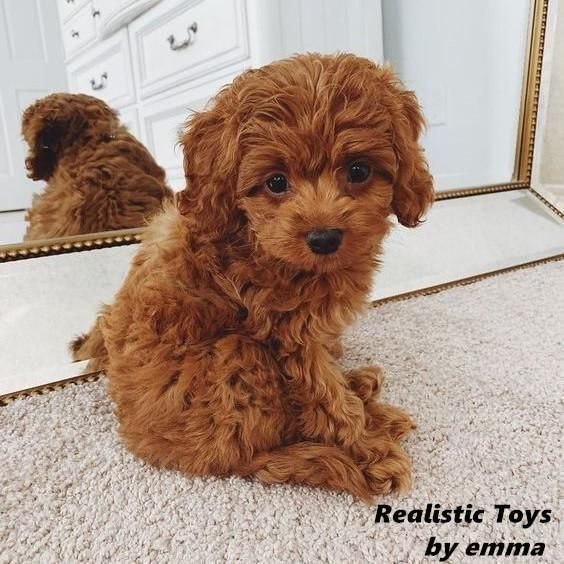 realistic teddy dog lucky australia