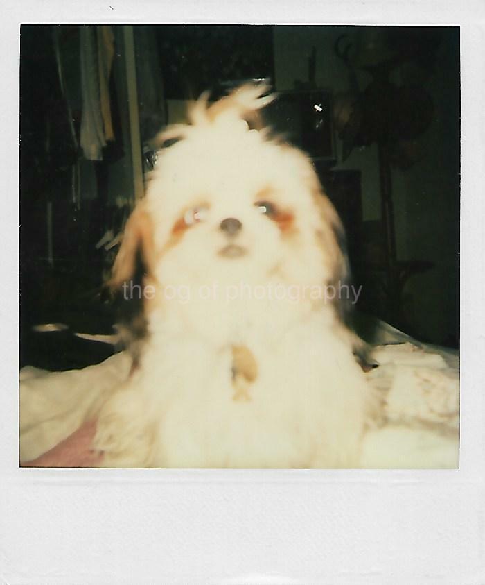 Vintage POLAROID Found Photo Poster paintinggraph PORTRAIT OF A DOG Original COLOR 18 14 B