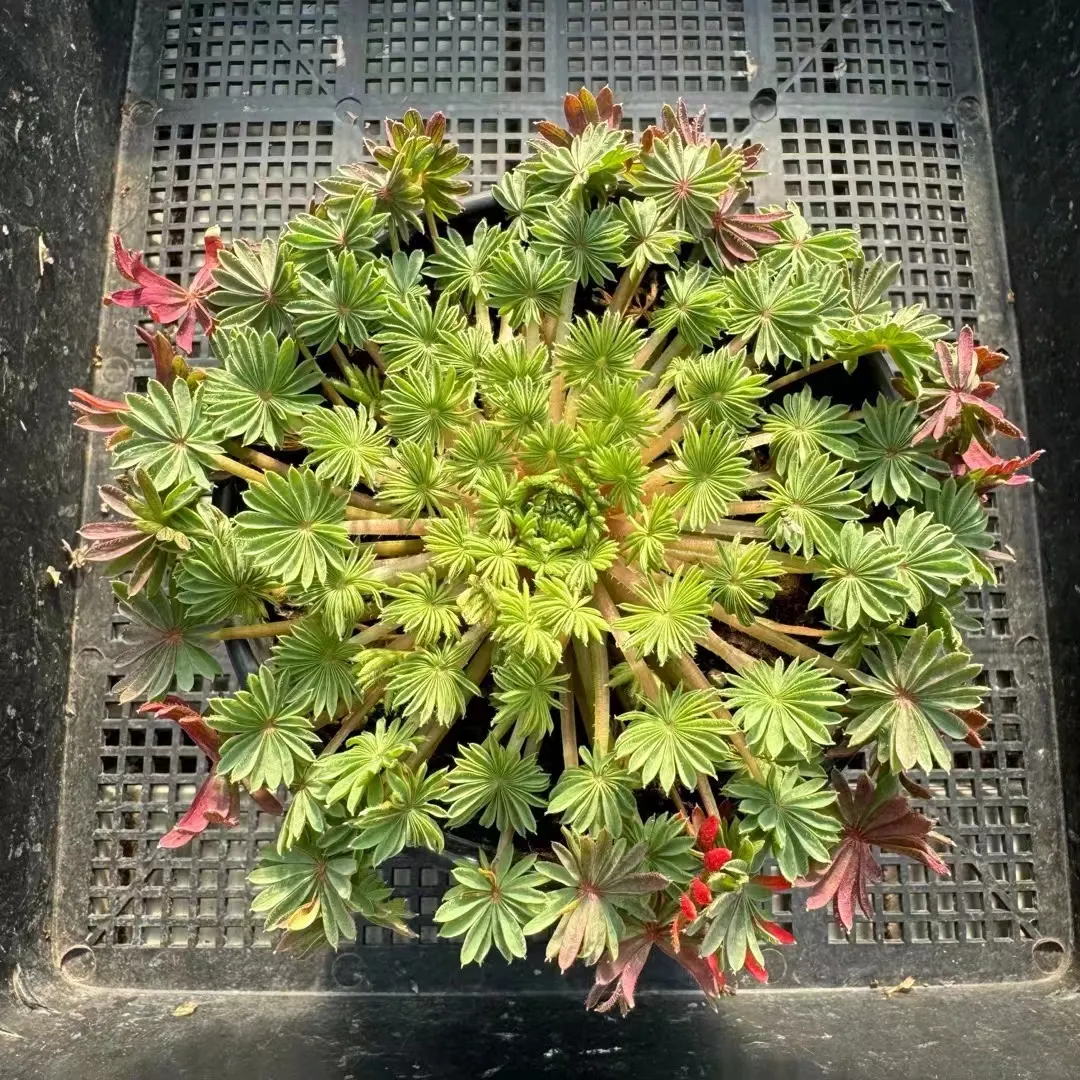 plant Aeonium Echeveria Haworthia  Caudex  Lithops Cactus  Agave 