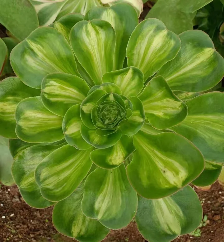 109. Zeus middle spot  single head and cutting  / Aeonium  / Succulent plants / Garden landscape / Carefully select healthy plants