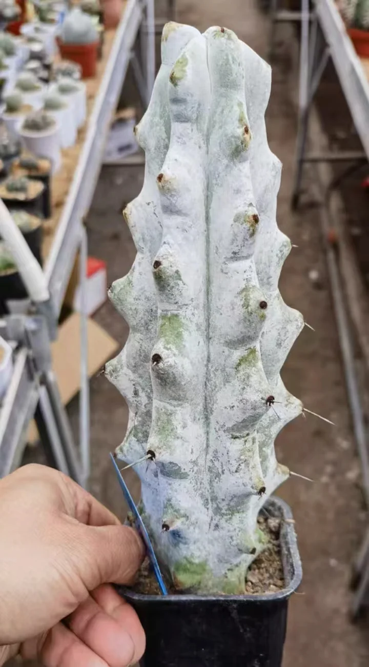 plant Aeonium Echeveria Haworthia  Caudex  Lithops Cactus  Agave 