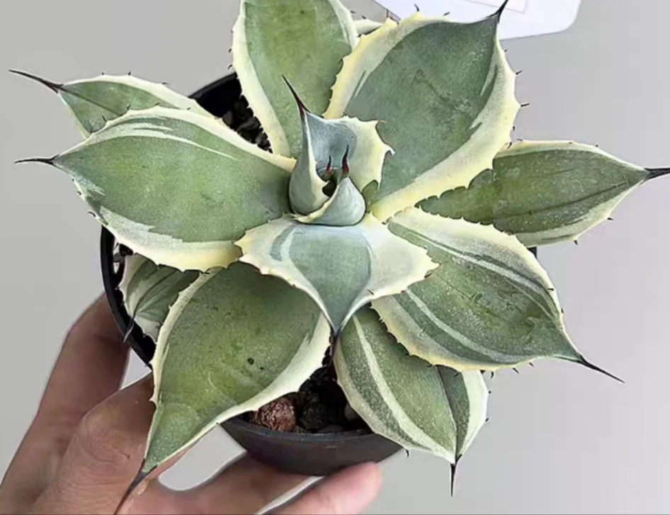 plant Aeonium Echeveria Haworthia  Caudex  Lithops Cactus  Agave 