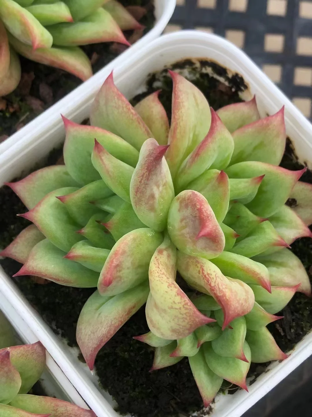 plant Aeonium Echeveria Haworthia  Caudex  Lithops Cactus  Agave 