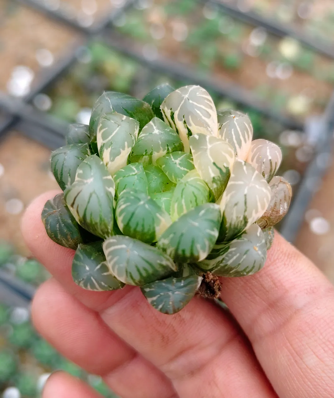 plant Aeonium Echeveria Haworthia  Caudex  Lithops Cactus  Agave 
