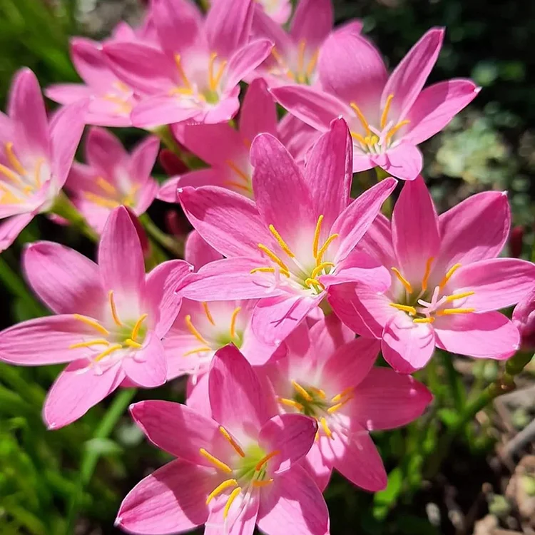 Zephyranthes🌸Flower Seeds