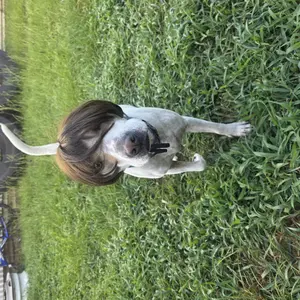 Customer pet wig dress-up style 3