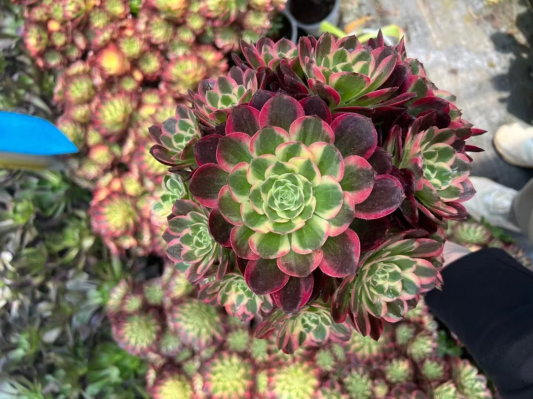 plant Aeonium Echeveria Haworthia  Caudex  Lithops Cactus  Agave 