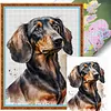 Dachshund Dog-11CT Stamped Cross Stitch 40*53cm tapestrymarket
