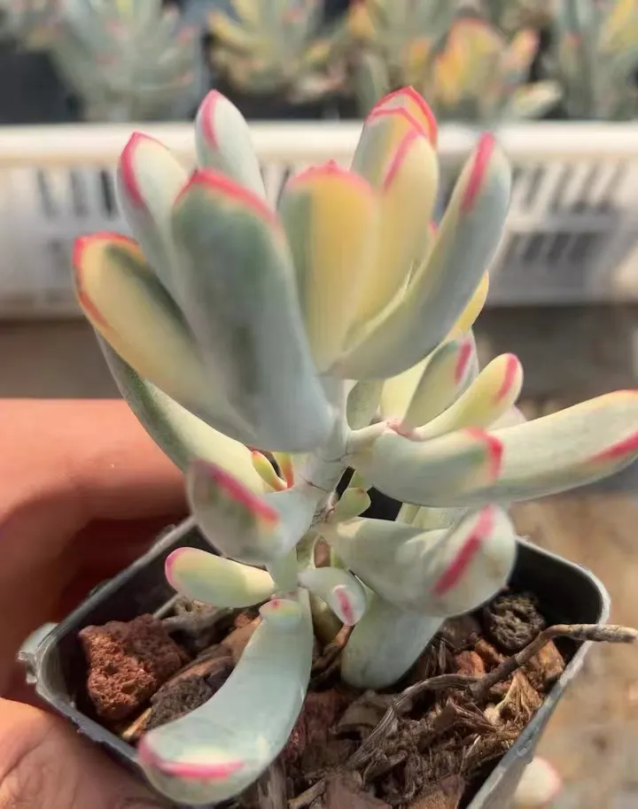 plant Aeonium Echeveria Haworthia  Caudex  Lithops Cactus  Agave 