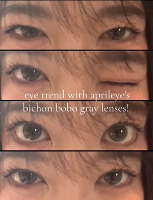 Aprileye Bichon Bobo Grey